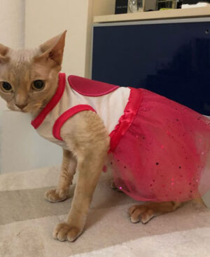 Red Heart Cat Dress Skirt Pakistan